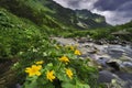 Marsh marigold at High Tatras