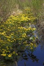 Marsh marigolds