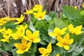 Marsh Marigolds