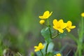 Marsh marigolds - Caltha palustris