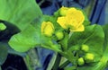 Marsh Marigolds   8897 Royalty Free Stock Photo