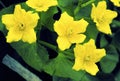 Marsh Marigolds   8892 Royalty Free Stock Photo