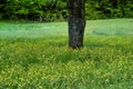 Marsh Marigolds Surround Tree in Field Royalty Free Stock Photo