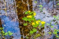 Marsh marigolds in water