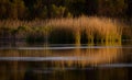 Marsh Morning Light Reflection