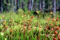 Marsh moss Royalty Free Stock Photo
