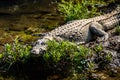 A Hiding Marsh Mugger Crocodile Royalty Free Stock Photo