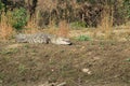 Marsh or Mugger crocodile Royalty Free Stock Photo