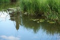 Marsh nature with grass reflections on the water Royalty Free Stock Photo
