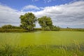 Marsh at Ninepipes in western Montana Royalty Free Stock Photo