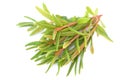 Marsh (Northern) Labrador Tea