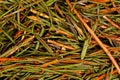 Marsh Northern Labrador Tea Ledum palustre .