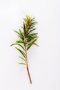 Marsh Northern Labrador Tea, Ledum palustre plant isolated on a white background.