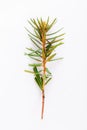 Marsh Northern Labrador Tea, Ledum palustre plant isolated on a white background.