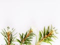 Marsh Northern Labrador Tea, Ledum palustre plant isolated on a white background.