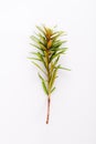 Marsh Northern Labrador Tea, Ledum palustre plant isolated on a white background.