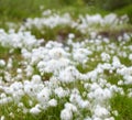 Marsh northern vegetation