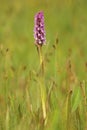 Marsh orchid Royalty Free Stock Photo