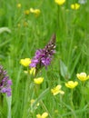 Marsh Orchid in Meadow