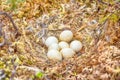 Marsh owl Asio flammeus nest