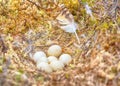 Marsh owl Asio flammeus nest