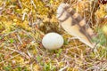 Marsh owl Asio flammeus nest