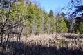 Marsh and pine trees along hiking trail at Bear Creek