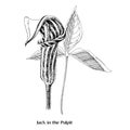 The marsh plant Jack in the Pulpit