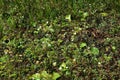 Marsh plants. Plants and flowers growing in the marshland. Background Royalty Free Stock Photo