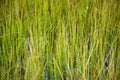 Marsh plants - Horsetail Royalty Free Stock Photo