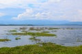 Marsh Plants in Reservoir Royalty Free Stock Photo