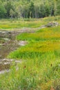 Marsh and pond, early fall