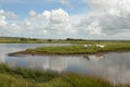 Marsh ponies. Royalty Free Stock Photo