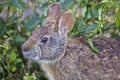Marsh Rabbit Closeup