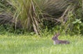 Marsh rabbit in deep grass with environment in background