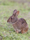 Marsh rabbit in deep grass, portrait in profile view