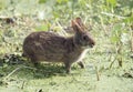 Marsh Rabbit in Florida wetlands