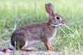 Marsh Rabbit in Grass