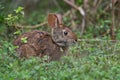 Marsh Rabbit Royalty Free Stock Photo