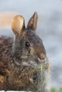 Marsh Rabbit (Sylvilagus palustris) Bailey Tract (Sanibel Island) Florida USA Royalty Free Stock Photo