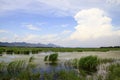 Marsh after the rain