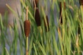 MARSH REED GRASS, BLUEJOINT , Royalty Free Stock Photo