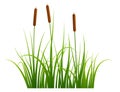 Marsh reed. Realistic pond vegetation. Green grass Royalty Free Stock Photo