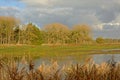 Marsh with reed, and trees in sunlgiht but with dark clouds above