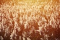 Marsh reeds. Field of yellow fluffy reeds in the daytim