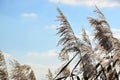 Marsh reeds. Yellow fluffy reeds against the clear blue sky in the daytim