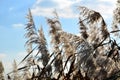 Marsh reeds. Yellow fluffy reeds against the clear blue sky in the daytim