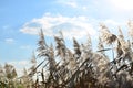 Marsh reeds. Yellow fluffy reeds against the clear blue sky in the daytim