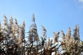 Marsh reeds. Yellow fluffy reeds against the clear blue sky in the daytim