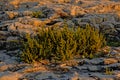 Samphire plants on rock beach